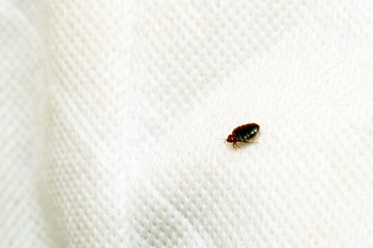 A bed bug in a white mattress